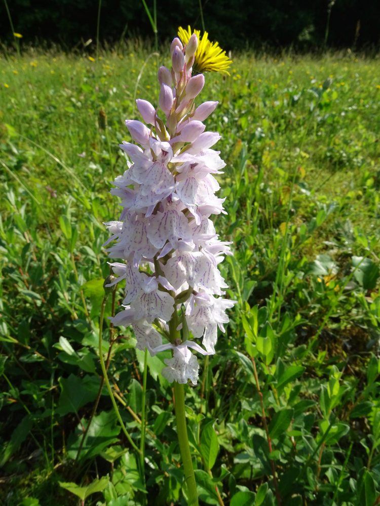 Orchis